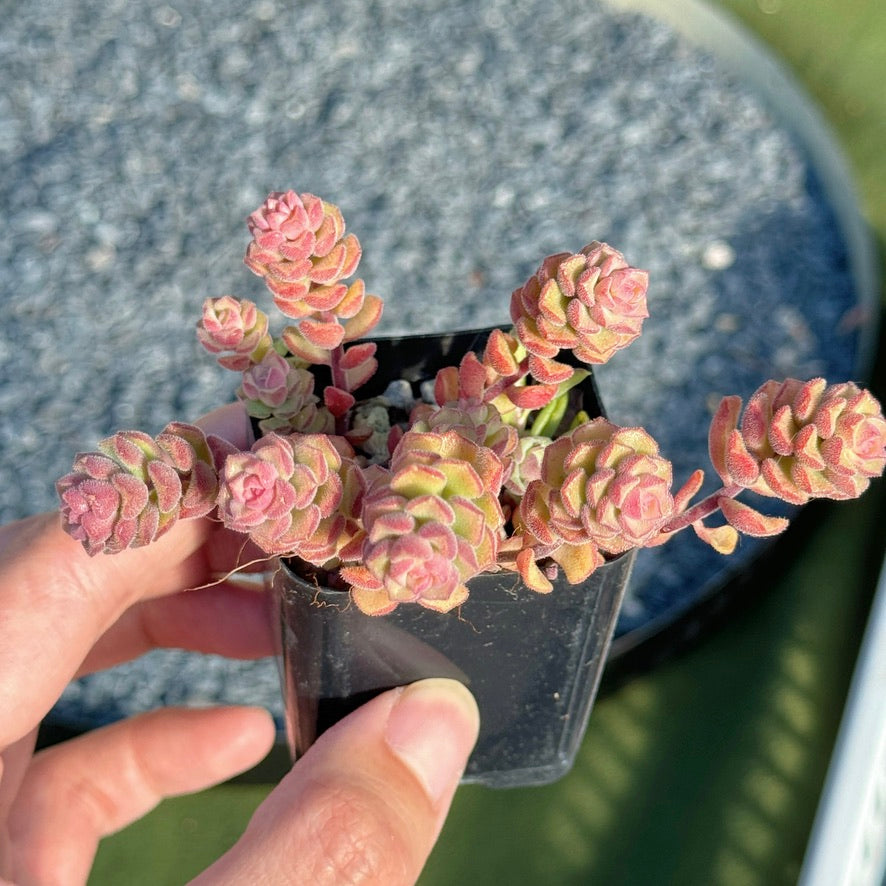 Sedum Versadense Succulent Plant