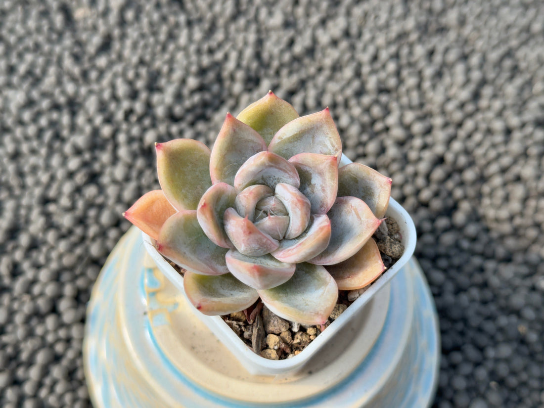 Echeveria Purple Daisy Korean Succulent Plant