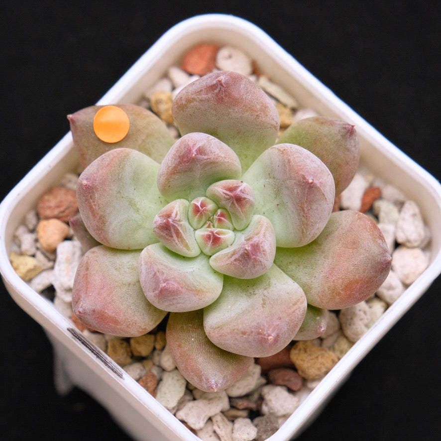 Chubby Echeveria Shakino hybrid Korean Succulent Plant