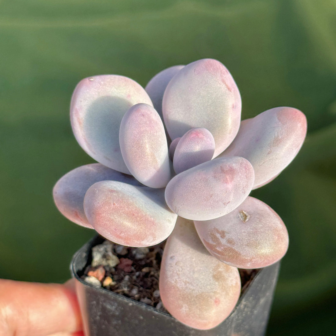 Pachyphytum Momobijin Korean Succulent Plant