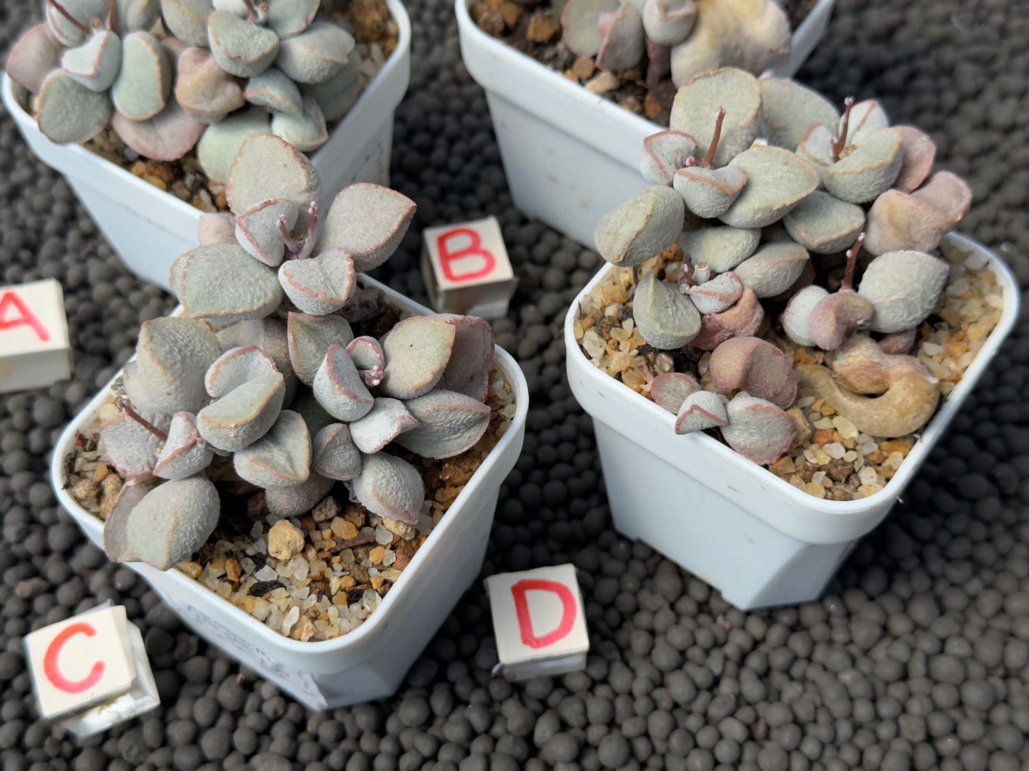 Adromischus Pink Snow Egg (L) Imported Succulent Plant