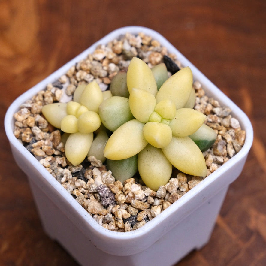 Variegated Pachyphytum compactum Imported Succulent Plant