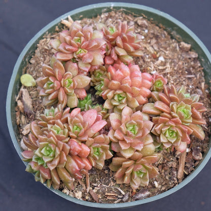 Cremnosedum Little Gem Succulent Plant