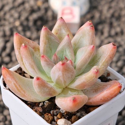 Echeveria Tolimanensis x Tapalpa Korean Succulent Plant Changhee Hybrid