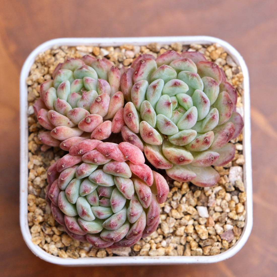 Echeveria White Farm Imported Succulent Plant