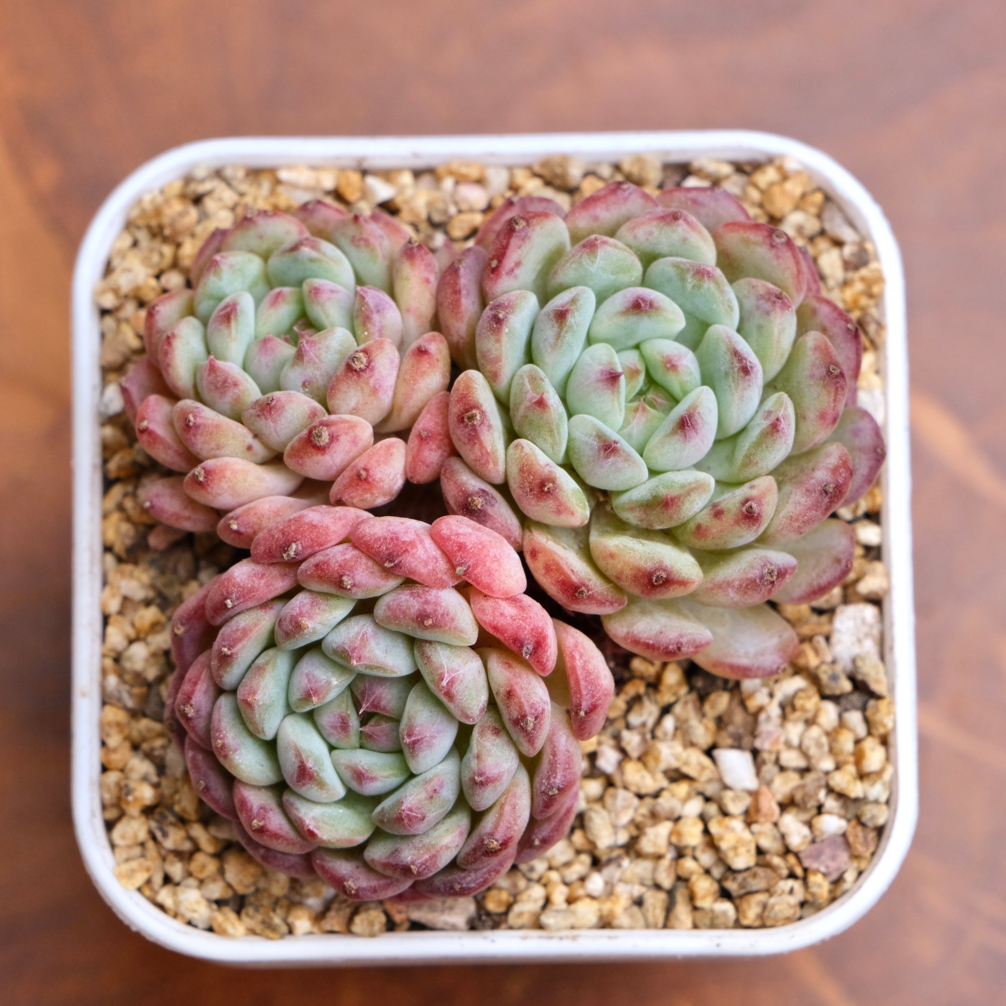 Echeveria White Farm Imported Succulent Plant