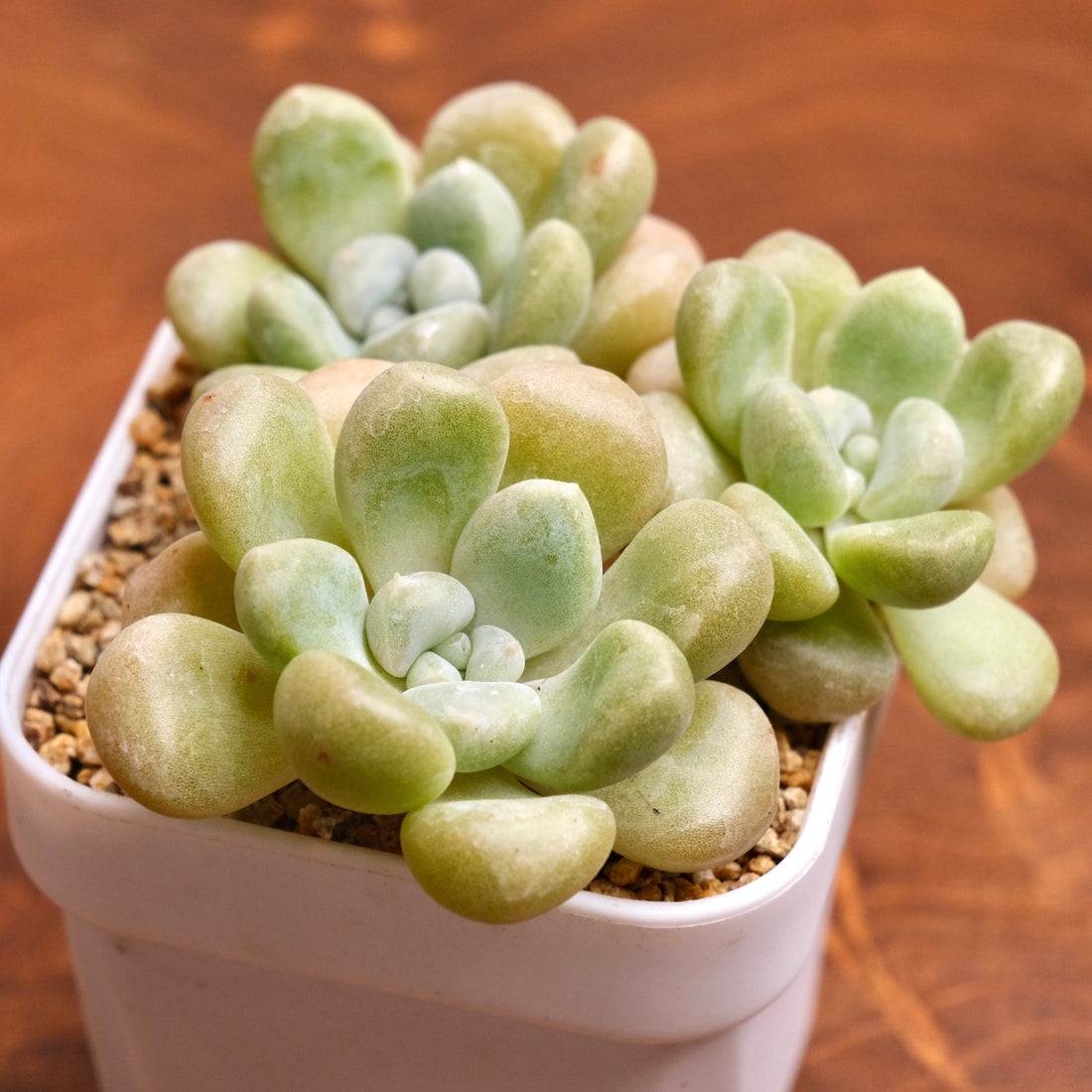 Graptoveria Bubble Bomb Korean Succulent Plant Hwaga Hybrid