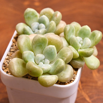 Graptoveria Bubble Bomb Korean Succulent Plant Hwaga Hybrid