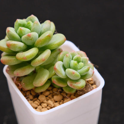 Sedum Shangrila Korean Succulent Plant