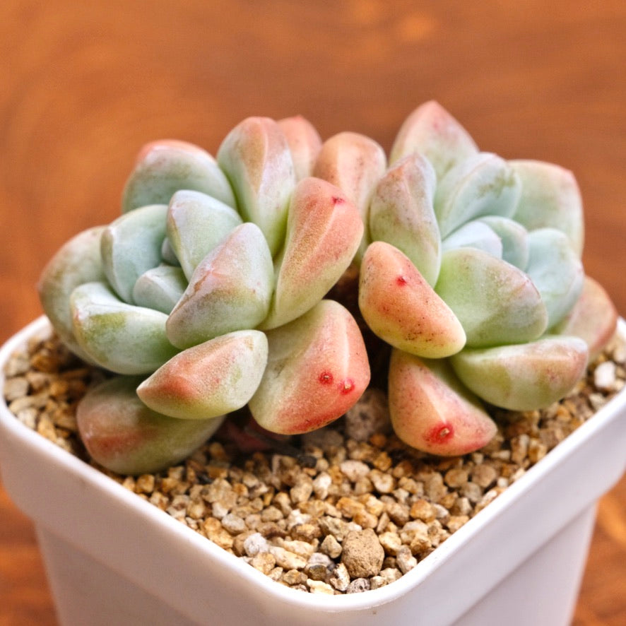 Echeveria Ice Green Imported Succulent Plant