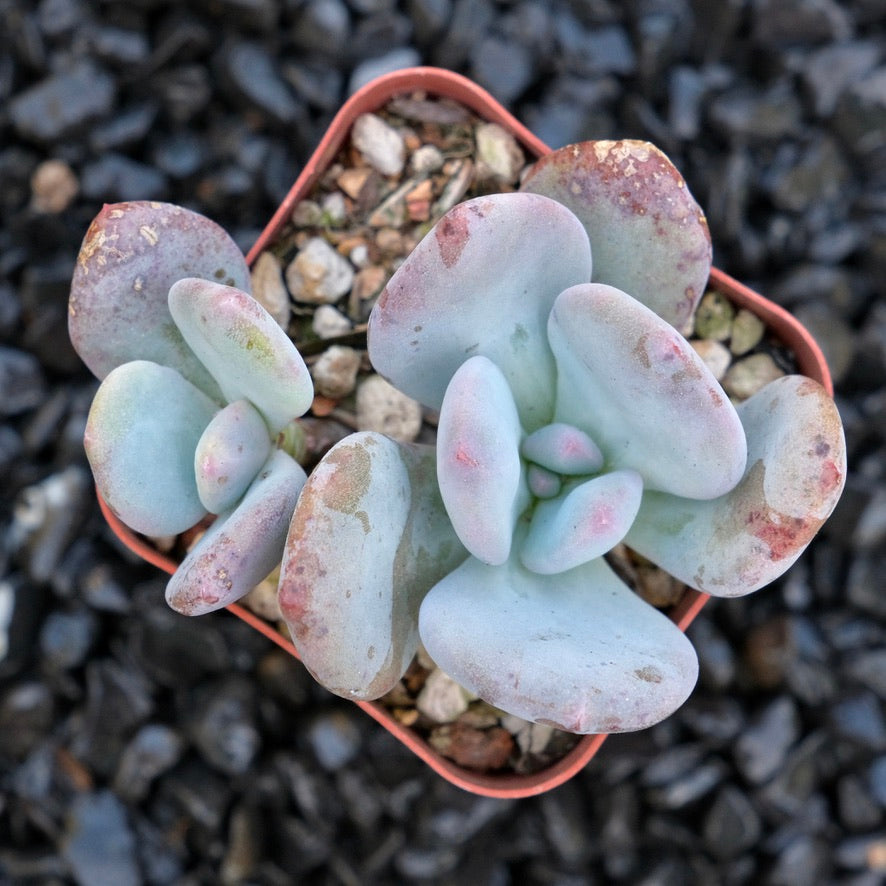 Pachyveria Chunky Rare Succulent Plant