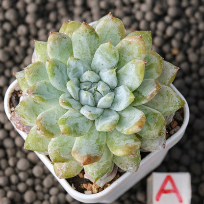 Echeveria Snow Peak Korean Succulent Plant New Changhee Hybrid