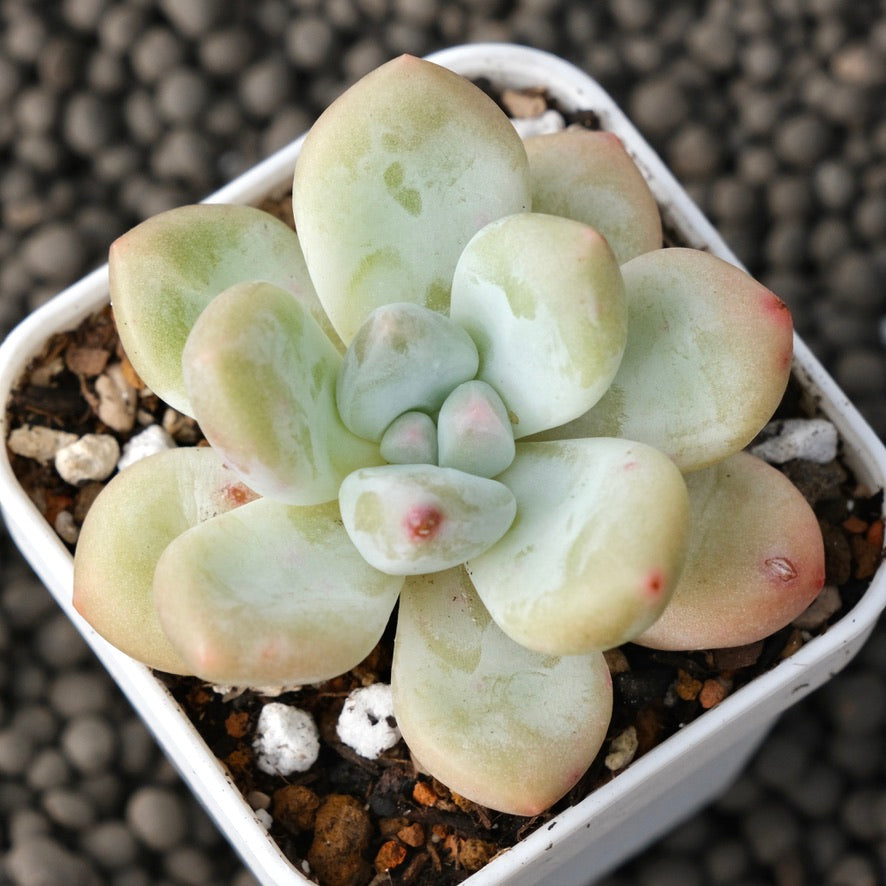 Pachyphytum Frevel Korean Succulent Plant