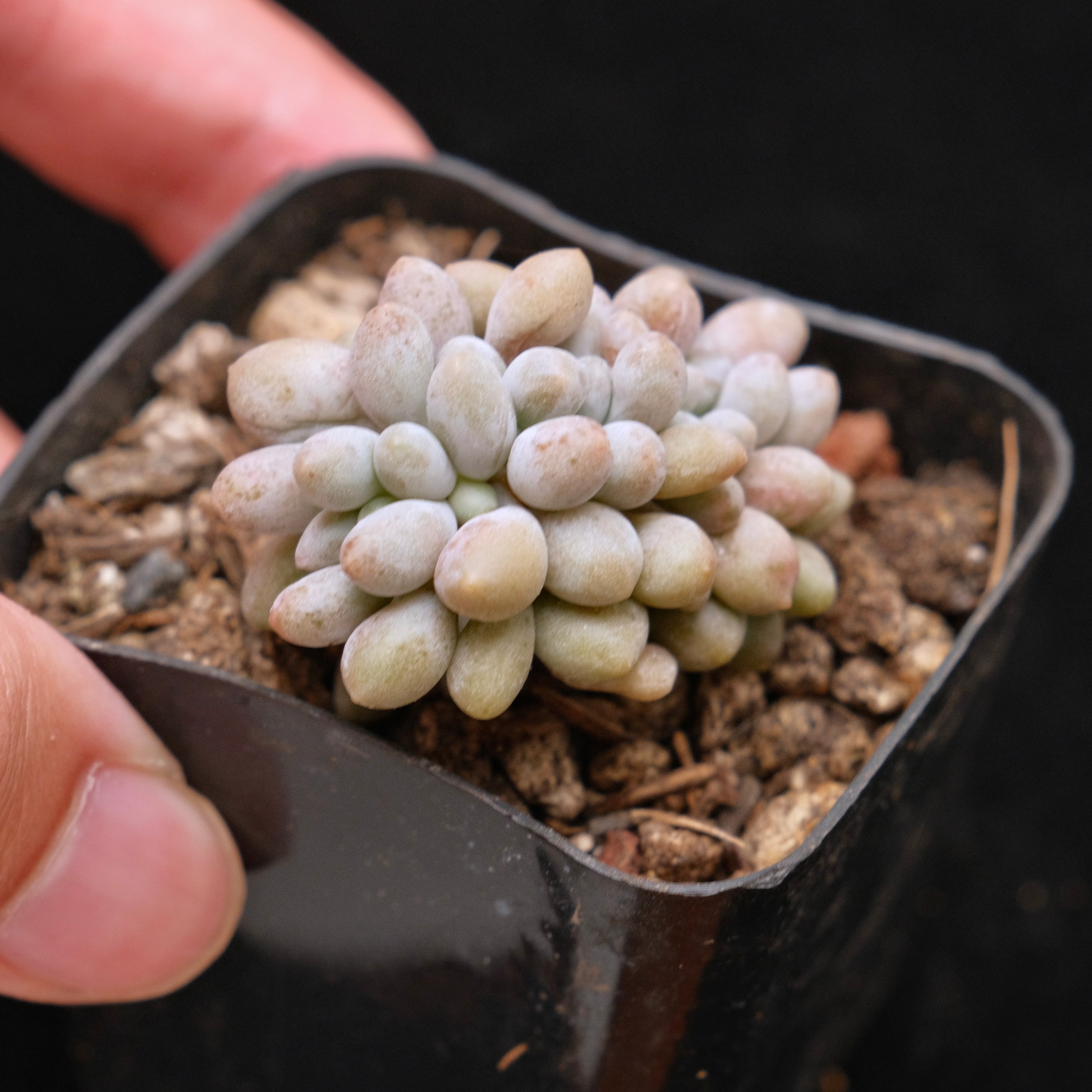 Small Crested Pachyphytum brachetti Korean Succulent Plant