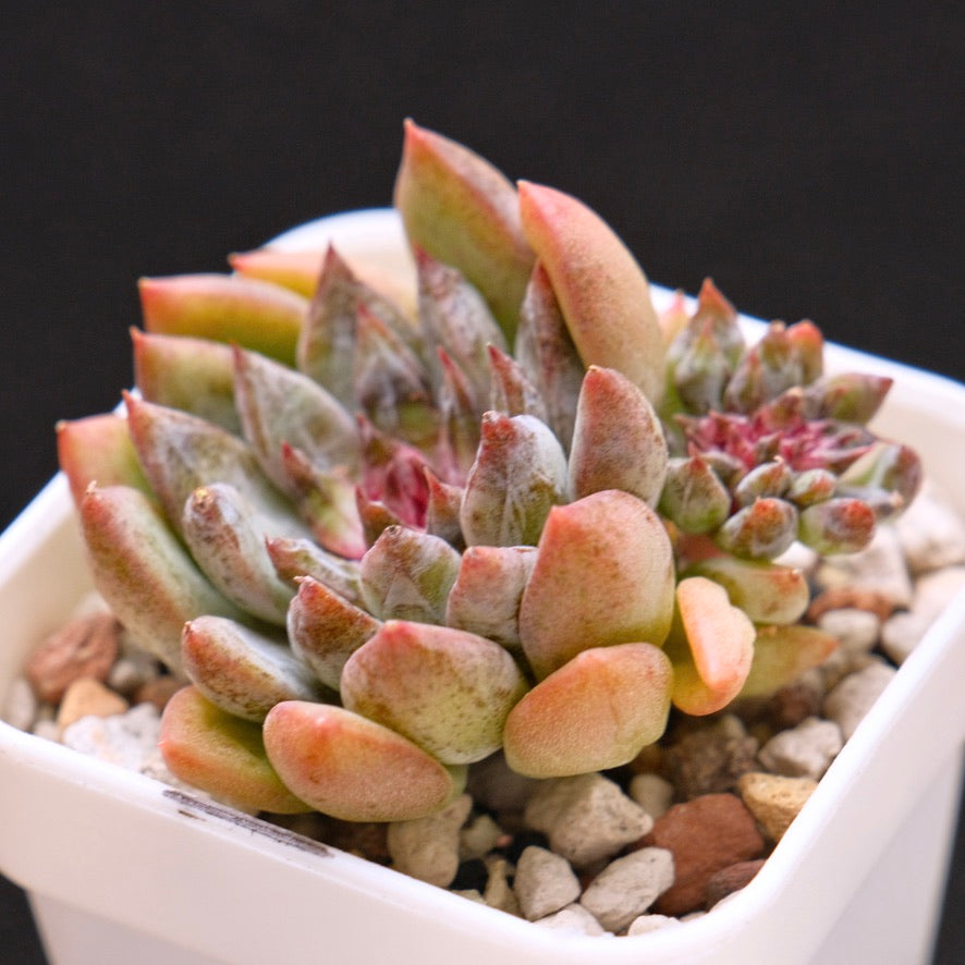 Echeveria Chanel Rose Korean Succulent Plant