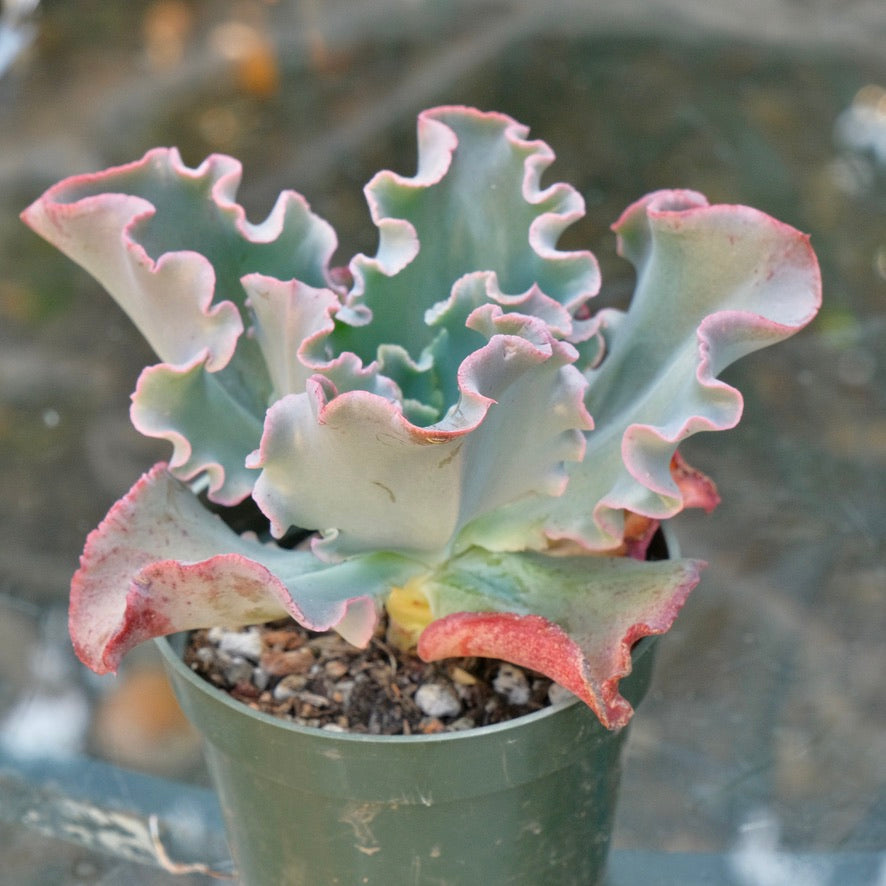 Unnamed Echeveria hybrid - Dick Wright hybrid