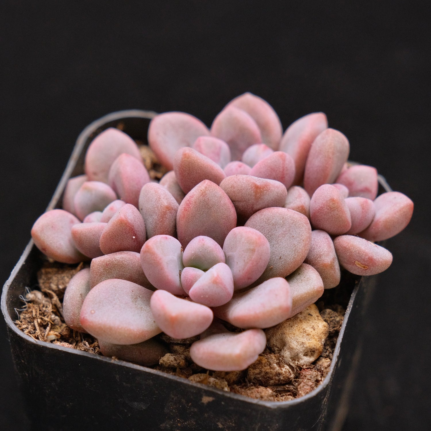 Graptopetalum Polari Heart Korean Succulent Plant