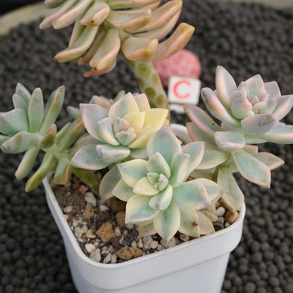 Variegated Graptosedum Ghosty Imported Succulent Plant