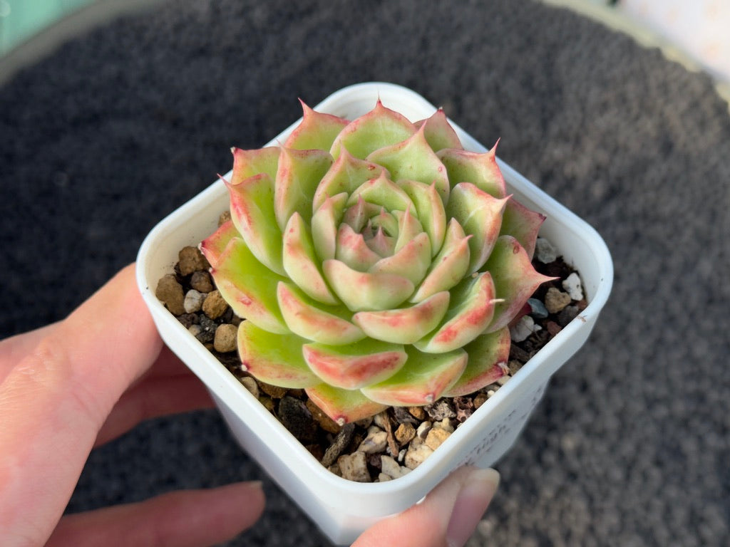 Echeveria Ruby High Korean Succulent Plant Changhee Hybrid