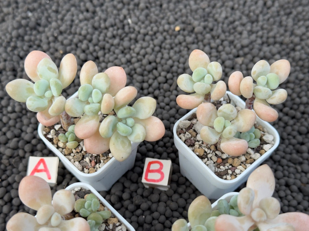 Graptosedum Jelly Finger Imported Succulent Plant