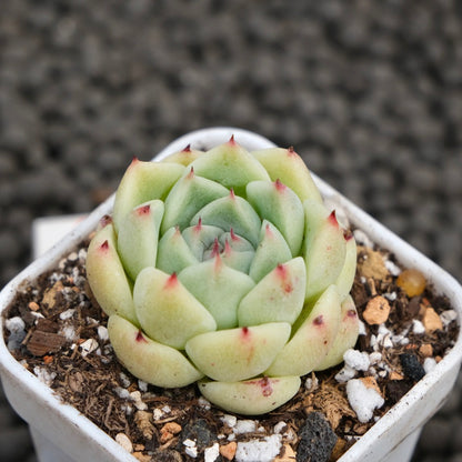 Echeveria Minos Korean Succulent Plant Hwaga Hybrid