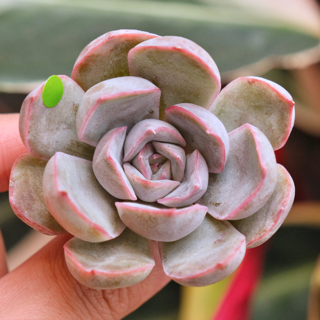 Echeveria Morning Glory Korean Succulent Plant *New*