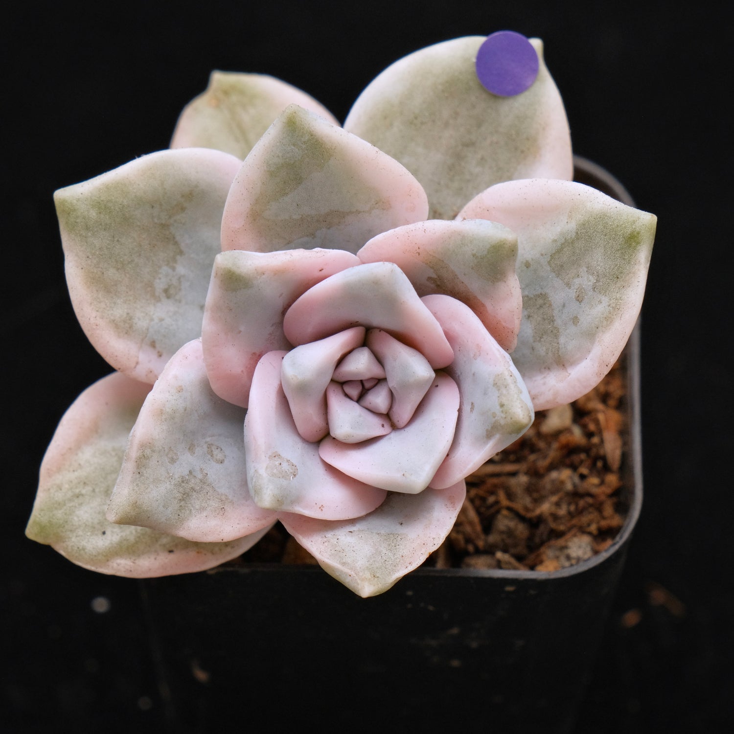 Variegated Graptoveria Purple Delight Korean Succulent Plant