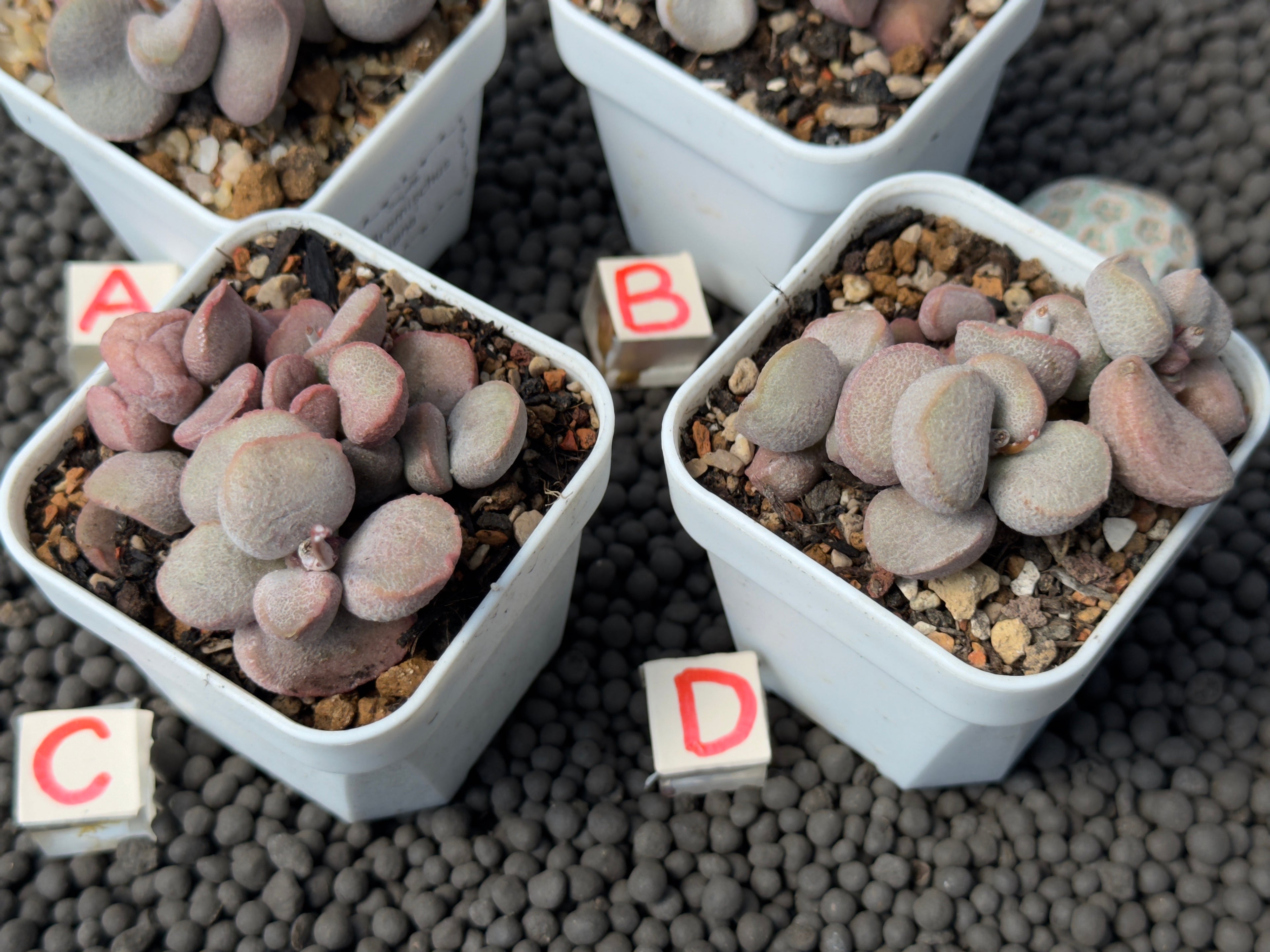 Adromischus Diana (L) Imported Succulent Plant