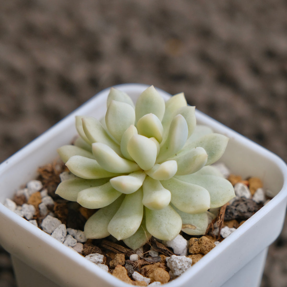 Variegated Graptoveria Pearl Bean Imported Succulent Plant - A