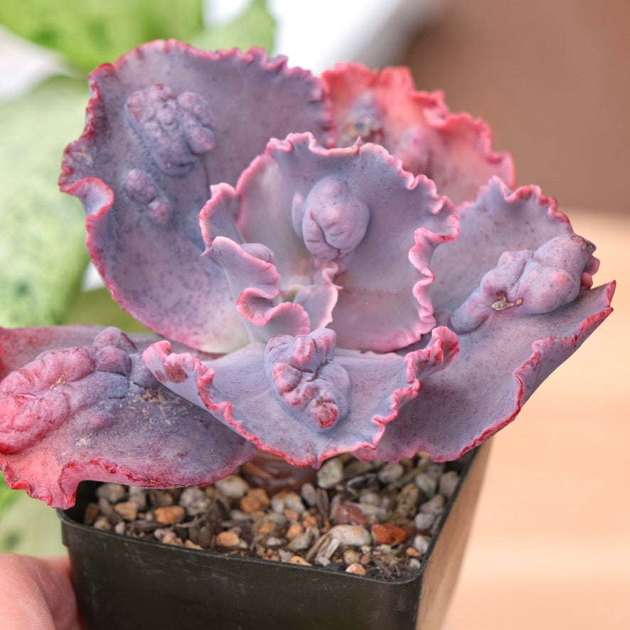 Echeveria One Up Succulent Plant Dick Wright hybrid