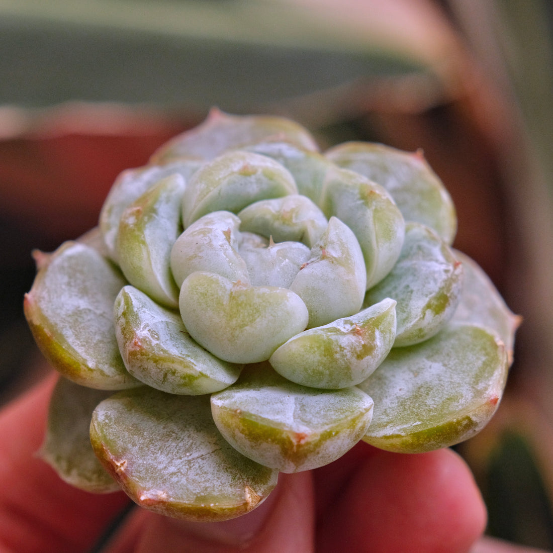 Echeveria Snow Flower Korean Succulent Plant *New*