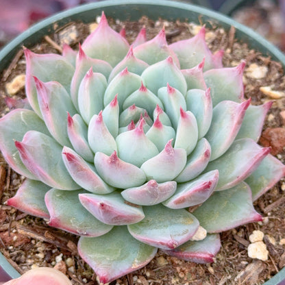 Echeveria chihuahuaensis Succulent Plant