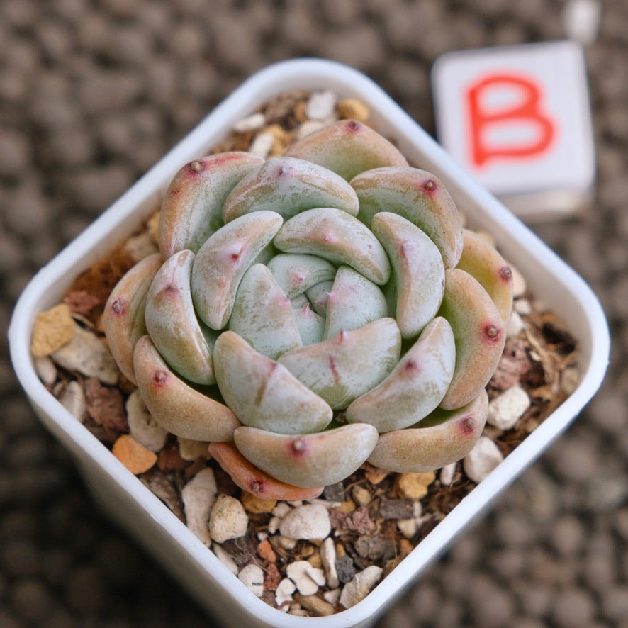 Echeveria Sunsu Imported Succulent Plant - B