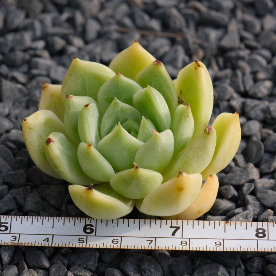 Echeveria Radiant Korean Succulent Plant Rare Hwaga hybrid