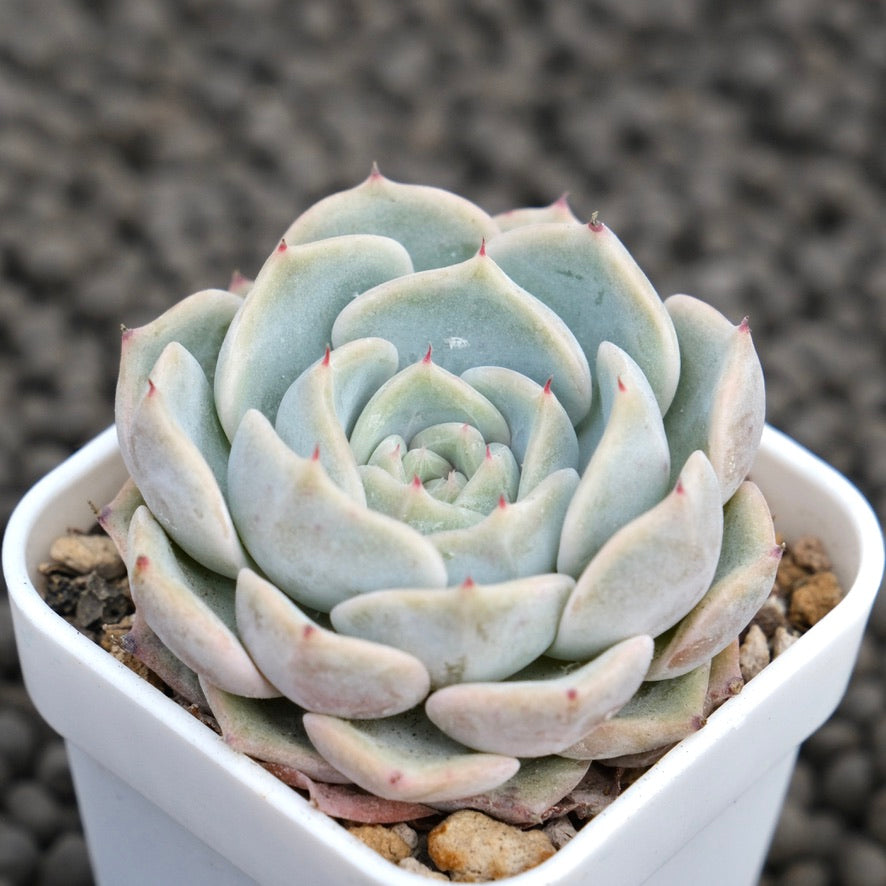 Echeveria Zeppelin Korean Succulent Plant Hwaga Hybrid
