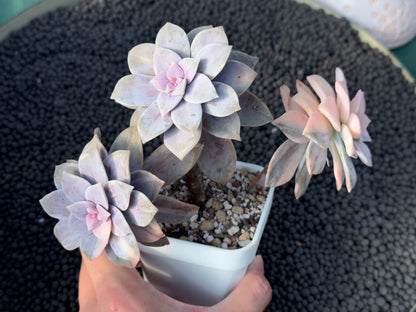 Variegated Graptopetalum Superbum Imported Succulent Plant