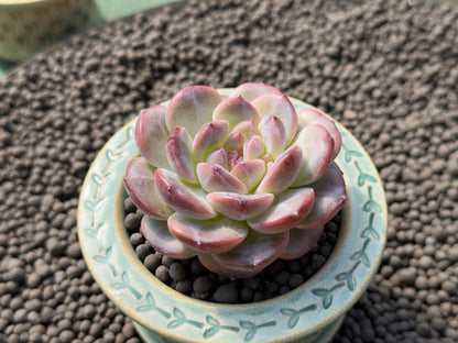 Big Echeveria Ice Soul Imported Succulent Plant