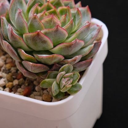 Big Echeveria Purple Ice Korean Succulent Plant