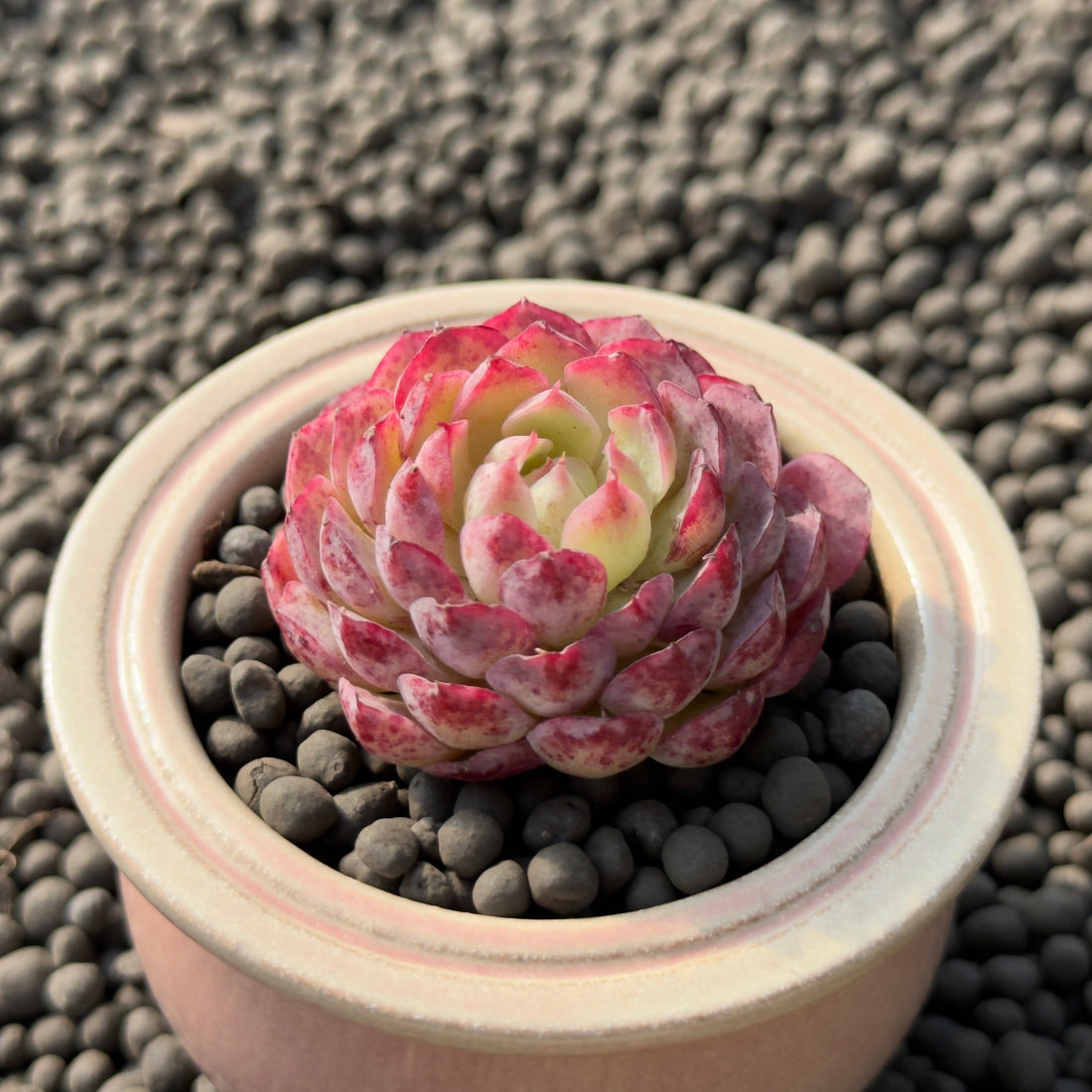 Echeveria Charles Rose Imported Succulent Plant