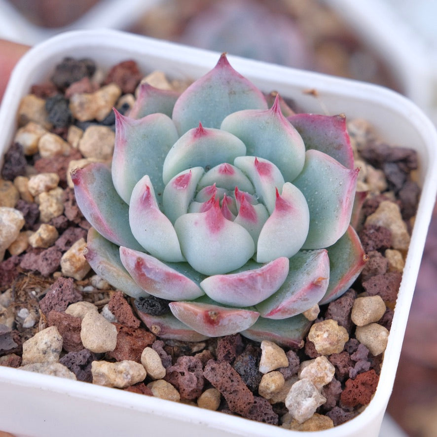 Echeveria chihuahuaensis Succulent Plant