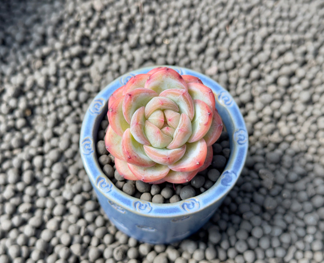 Echeveria Star Jenny Imported Succulent Plant