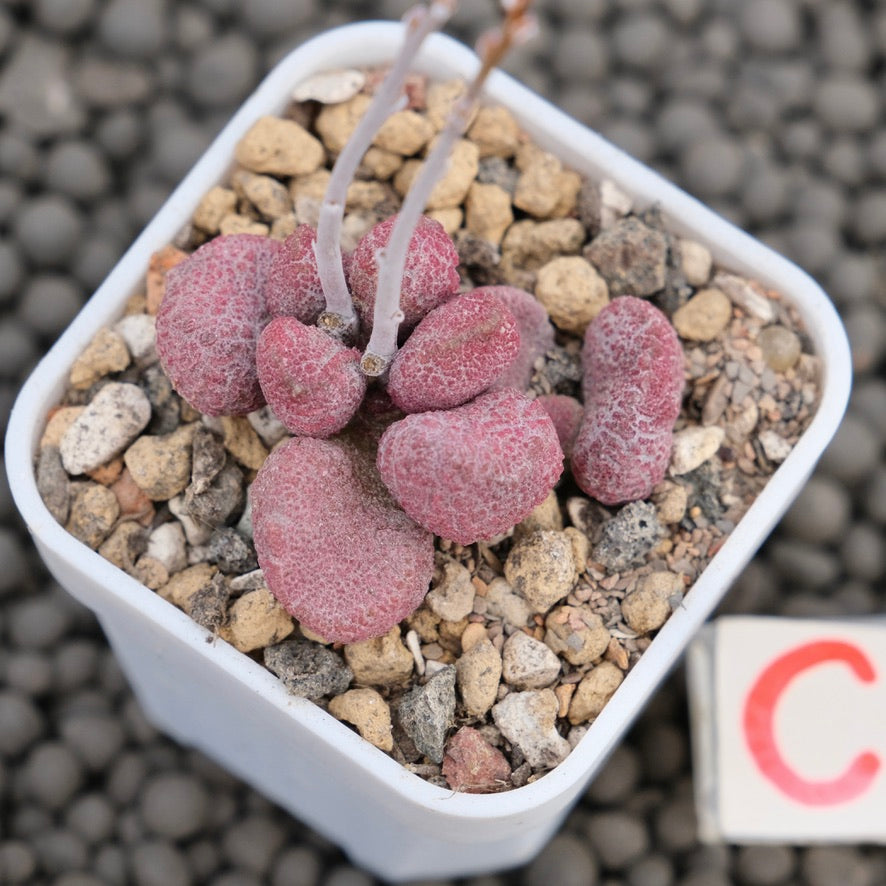 Adromischus Eve Imported Succulent Plant