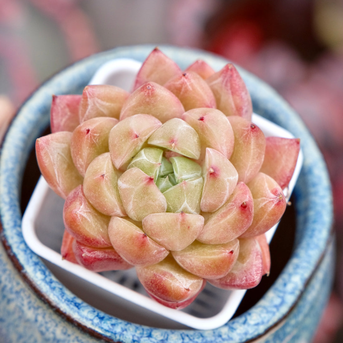 Echeveria Quartz Imported Succulent Plant