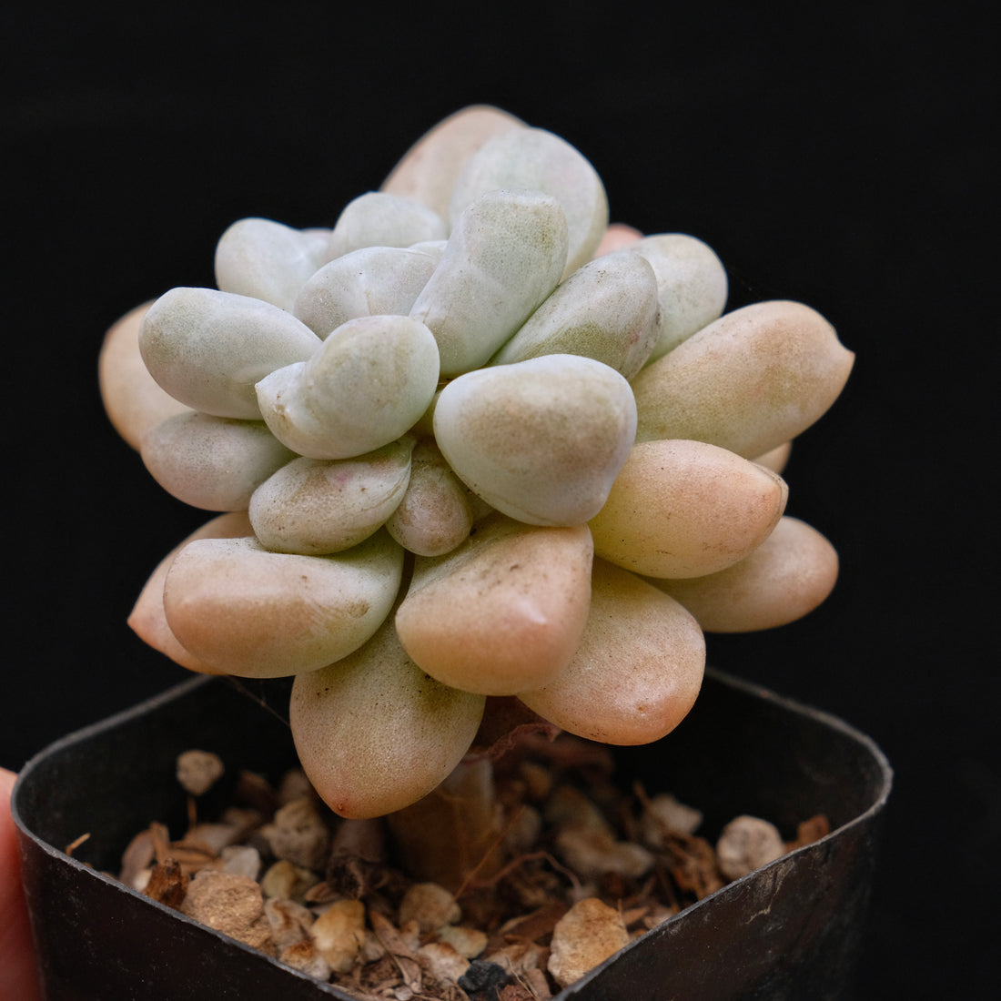 Monstrose Graptoveria Bubble Bomb Korean Succulent Plant