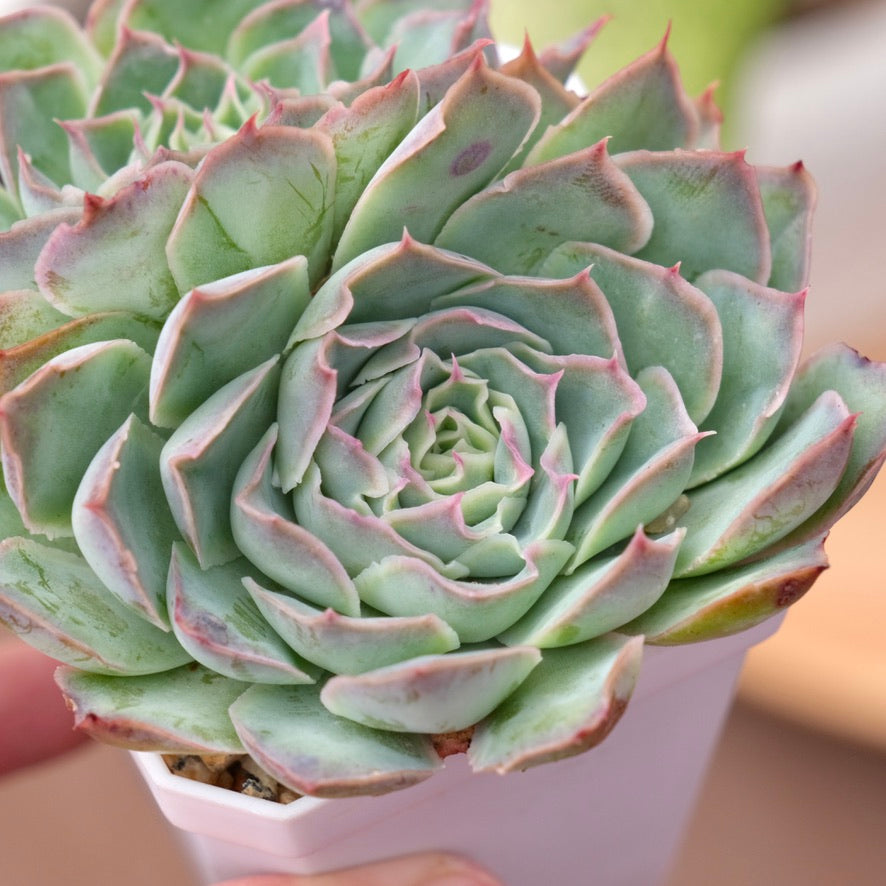 Echeveria Fire Flower Korean Succulent Plant Changhee hybrid