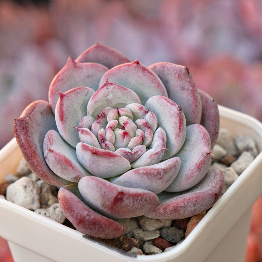 Echeveria El Canto Korean Succulent Plant *New*