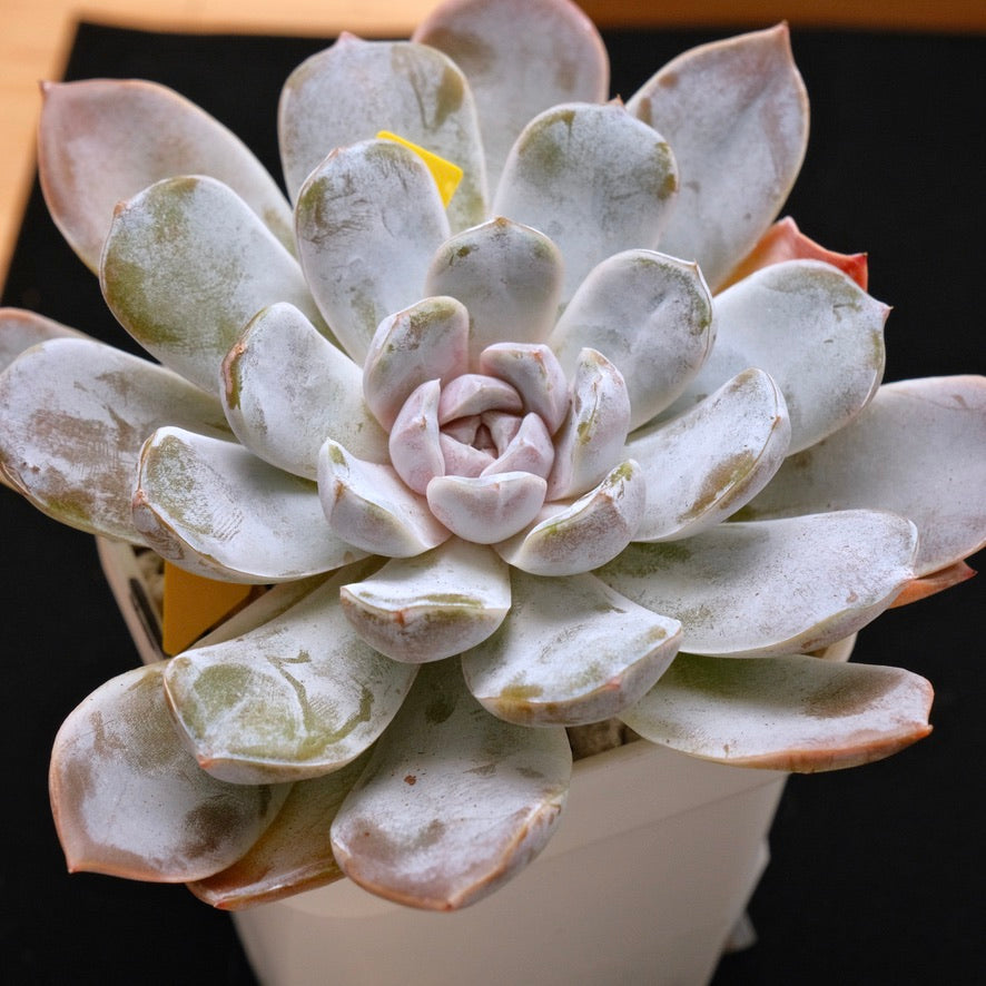 BIG Echeveria Polar Rose Korean Succulent Plant Hwaga Hybrid