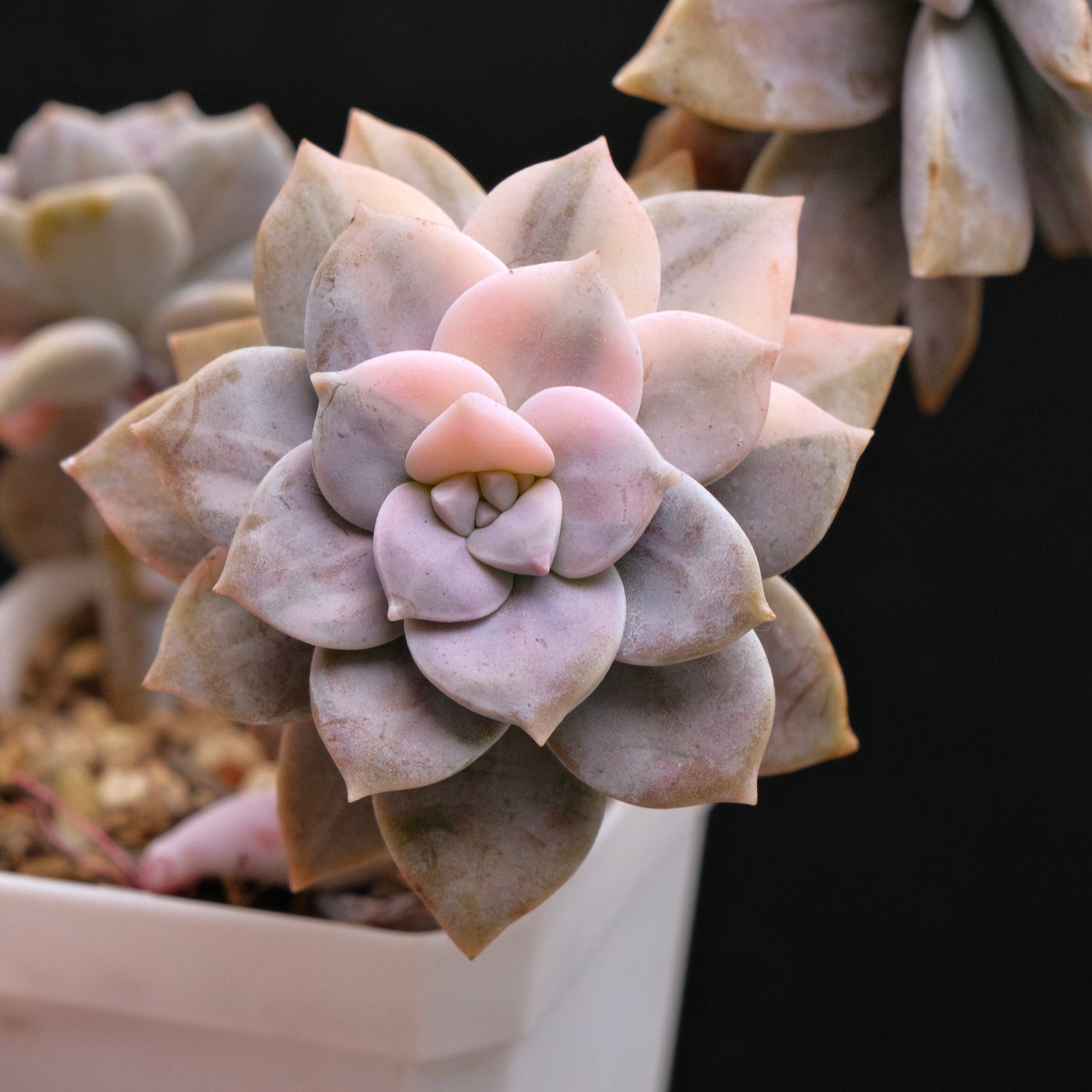 Variegated Graptopetalum Superbum Korean Succulent Plant