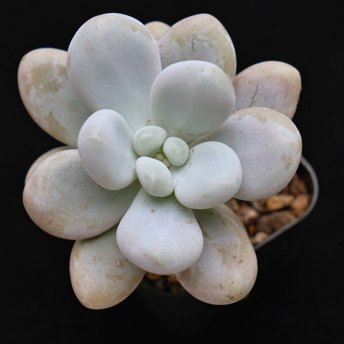 Graptophytum Royal Pretty Korean Succulent Plant