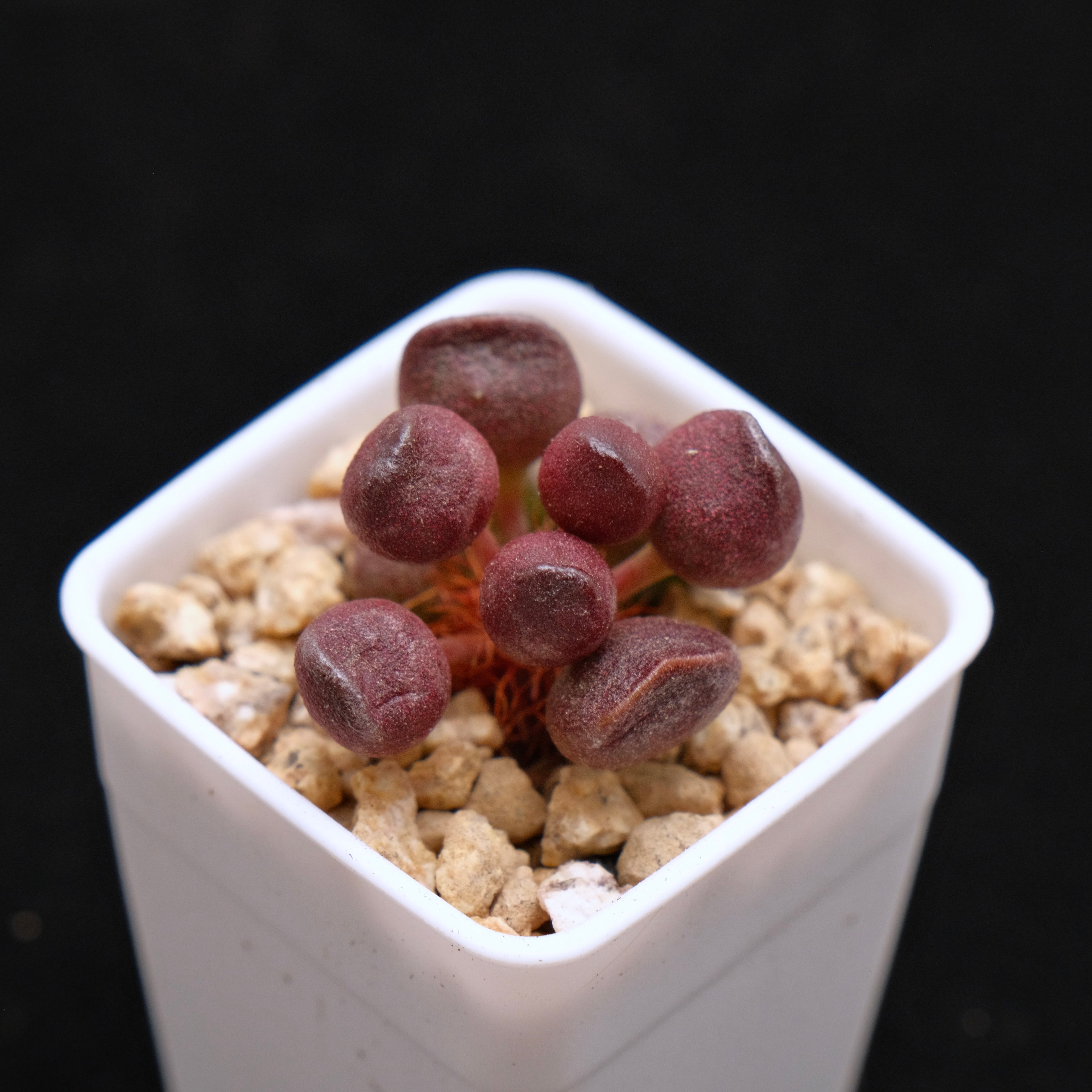 Adromischus cristatus &